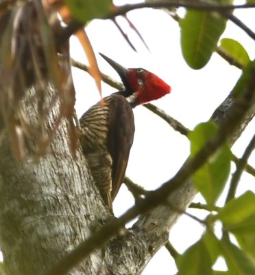 Guayaquil Woodpecker