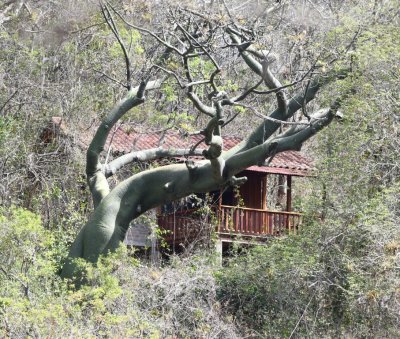 One of cabins behind a kapok tree