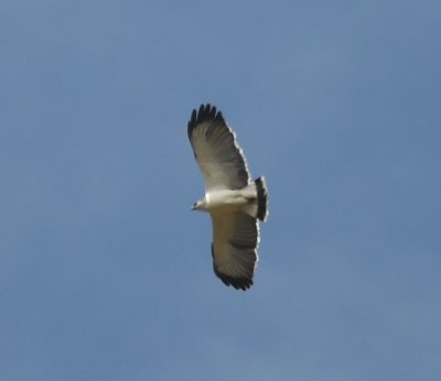 Grey-backed Hawk soaring overhead