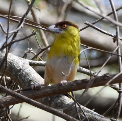 Rufous-browed Peppershrike