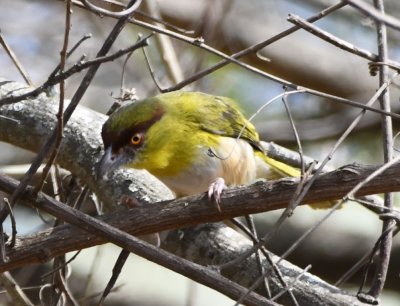 DSC_8042b.jpg