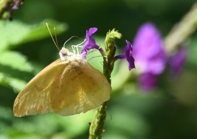 Back at the lodge, we found a variety of butterflies on the tropical verbena.