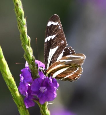 DSC_8051b.jpg