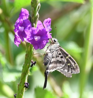 Long-tailed Skipper