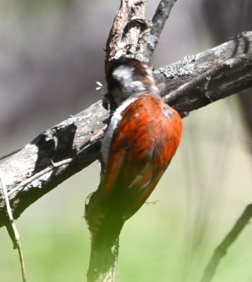 Female Scarlet-backed Woodpecker in the trees behind the feeders