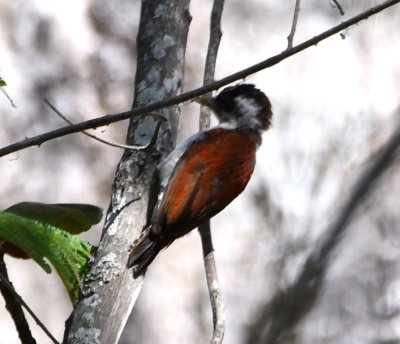 DSC_8100b.jpg