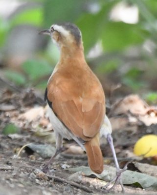 Pacific Hornero (formerly Pale-legged Hornero)