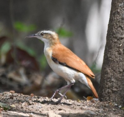 DSC_8109b.jpg