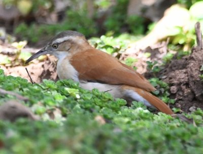DSC_8117b.jpg