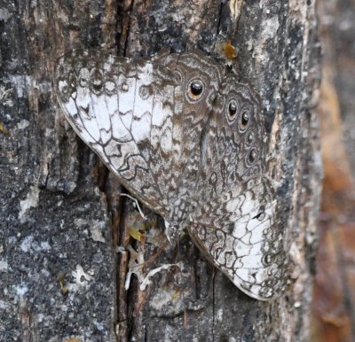 Another Cracker moth on gray bark