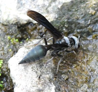 Wasp at the water feature