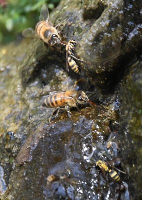 Honeybees and a wasp getting a drink