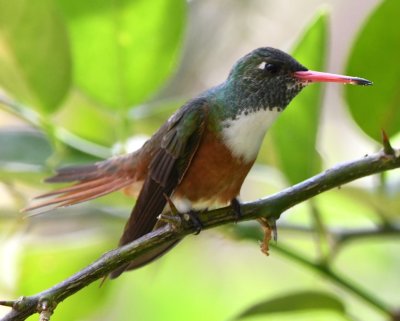Amazilia Hummingbird
