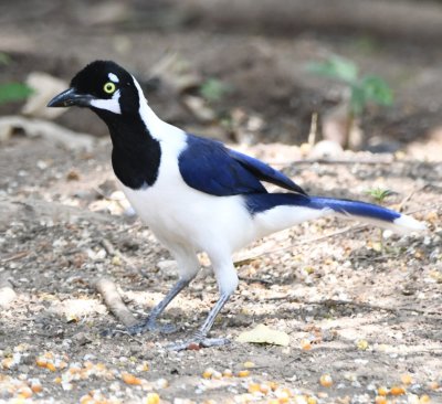 White-tailed Jay
