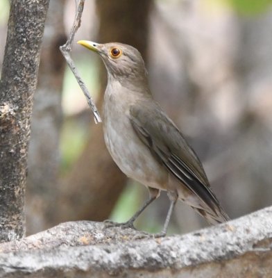 Ecuadorian Thrush