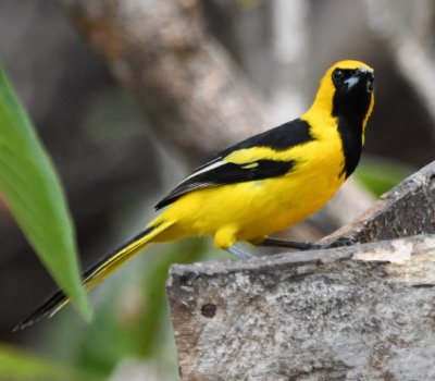 Yellow-tailed Oriole