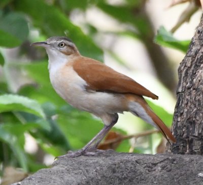 Pacific Hornero