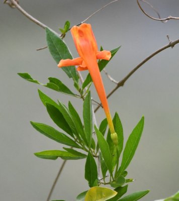 Orange flower