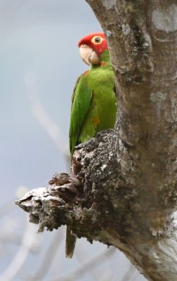 Red-masked Parakeet