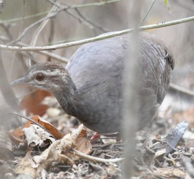 Barbara had seen a tinamou along the trail from the cabins to the lodge and I went out to look for it.