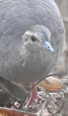 DSC_8327b.jpg