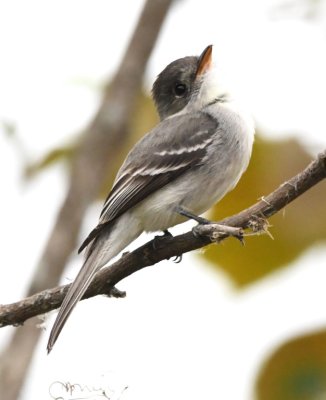 Tropical Pewee (Tumbes race)