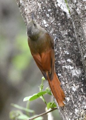 Olivaceous Woodcreeper