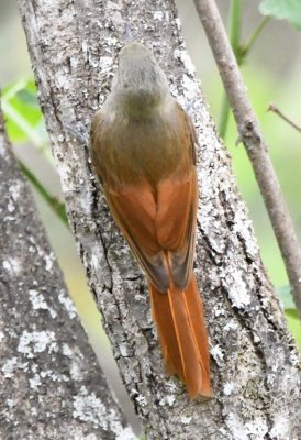 DSC_8354b.jpg