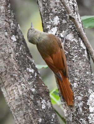 DSC_8356b.jpg