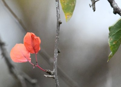 Bougainvillea