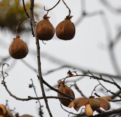 Unopened seed pods