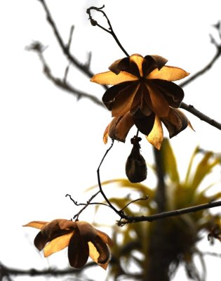 More seed pods