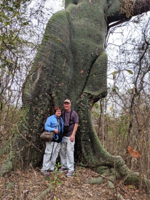 On the morning walk, Mary and Steve stood under a Kapok tree that could have been a dinosaur.