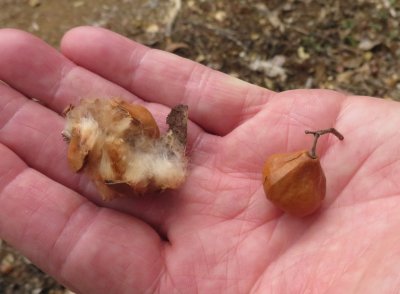Pods seemed to be a favored method of seed distribution; here's a much smaller one found on the road