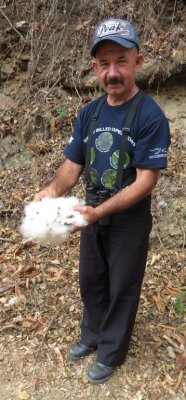 Leo shows the inside of a Kapok tree seed pod; the fluff material was used in flotation devices in World War II