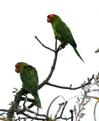A pair of Red-masked Parakeets in the trees near the Urraca Lodge, Jorupe Reserve, Ecuador