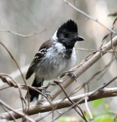 Outside Steve and Mary's cabin, this male Collared Antshrike hopped around in the bushes.