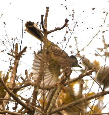 Sooty-crowned Flycatcher taking flight