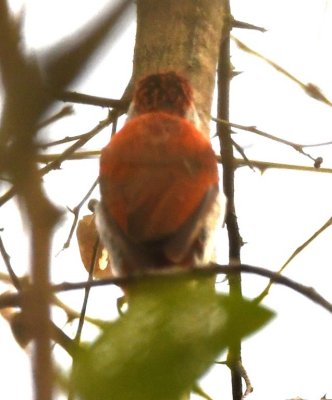 Back view of the Scarlet-backed Woodpecker
