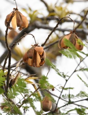 Kapok tree seed pods