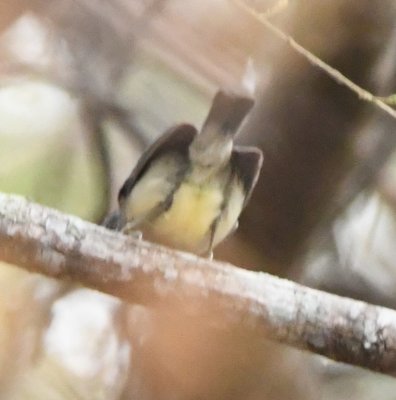 Rear view of Plain Antvireo