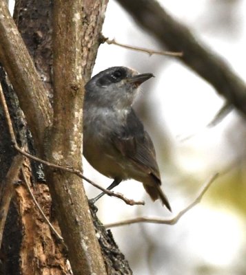 Plain Antvireo