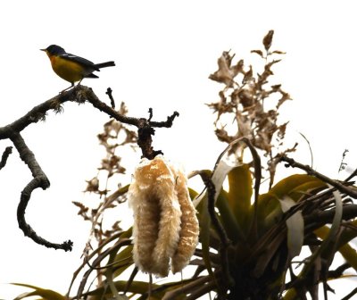 Tropical Parula on a Kapok tree