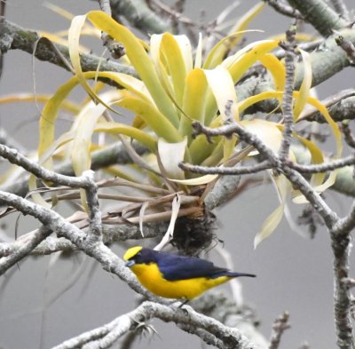 Thick-billed Euphonia and bromeliad