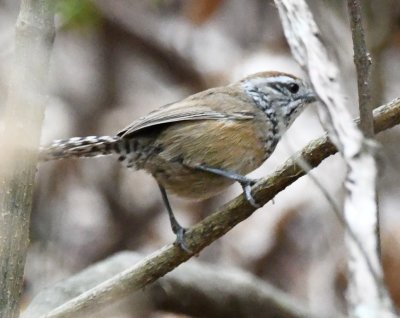 Speckle-breasted Wren