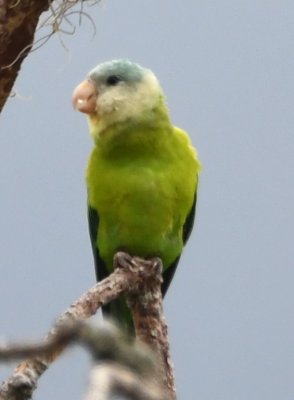 Grey-cheeked Parakeet