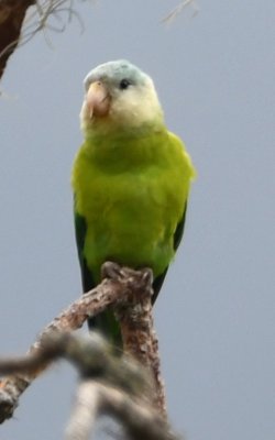 Grey-cheeked Parakeet