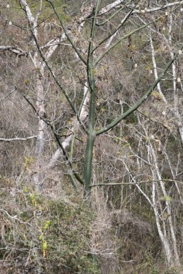 A young Kapok tree