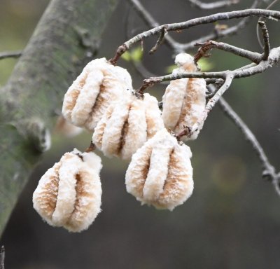 Kapok tree fluffs