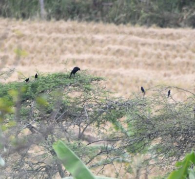 Giant Cowbird with Scrub Blackbirds in a distant tree in the valley